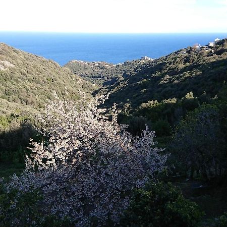 Appartamento A Tana di a Volpe Ville-di-Pietrabugno Esterno foto