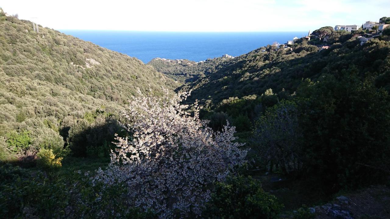 Appartamento A Tana di a Volpe Ville-di-Pietrabugno Esterno foto